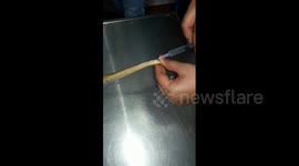 Surgery saves cobra which swallowed frog pierced with safety pin