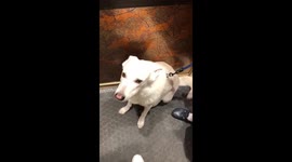 Beautiful swiss shepherd dog cries because owner is leaving for work