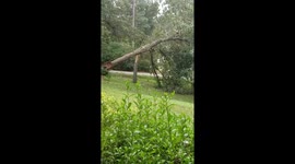 Hurricane Michael toppled tree and power lines