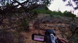 Getting caught up in the middle of the Elk Rut in Northern NM 2018