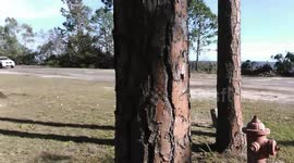 Tree on house after Hurricane Michael