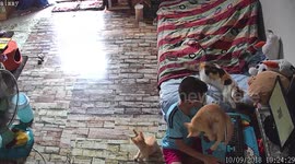 Naughty cats won’t let boy do his homework