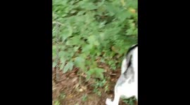 HUSKY GETS REVENGE! Pees on cat!