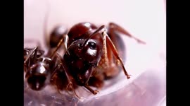 Ant Queen Camponotus turcestanicus and 4 workers