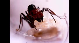 Ant queen Camponotus nicobarensis with eggs
