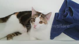 Cat jumps into Camera (again)