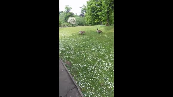 geese and goslins in the park