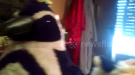 perro estatuta con muñeco en la cabeza