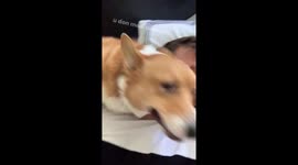 Dog goes crazy when owner gets home
