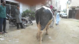 Cow Qurbani Big Bull Tiger