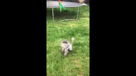 Cat playing