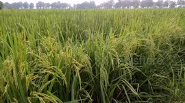 Rice Paddy Fields Footage