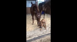 Foal and dog become best friends