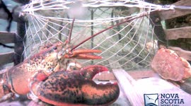 Lobster Battle ends with a Surprise!