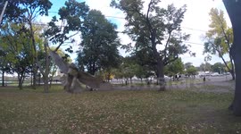 Hawk attacks drone...round two!