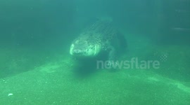 Le Crocodile du Zoo de Singapour 
