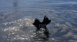 Sea lion attacks stingray in Australia