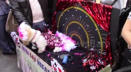 TOMPKINS SQUARE HALLOWEEN DOG PARADE 10-25-14