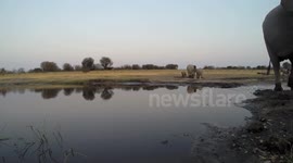 Elephant meets GoPro