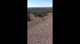 Penguin chick forgot how to penguin