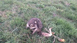 Drunk raccoon spotted in a pumpkin patch