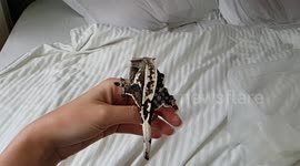 Crested gecko jumping slowmotion funny