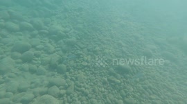 Amazing nature - Common Cuttlefish