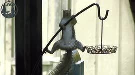 Pesky squirrel tries its best to hang onto slippery bird feeder pole