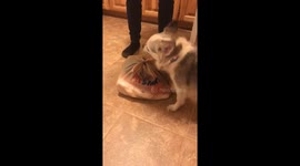 Tucker the dogs 13th Birthday