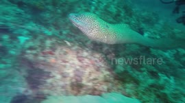 Huge Morey Eel sneaks up on divers
