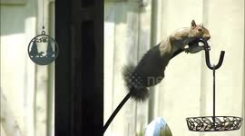 Pesky squirrel tries its best to hang onto slippery bird feeder pole