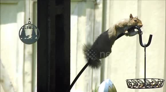 Newsflare Pesky Squirrel Tries Its Best To Hang Onto Slippery