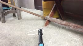 Man films himself catching a King Cobra