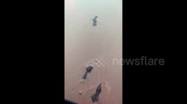 Indian officials open dam gates to flush out swimming elephants