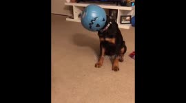 This dog accidentally turned himself into a halloween decoration