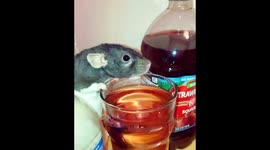 Margaret having some summer fruits squash