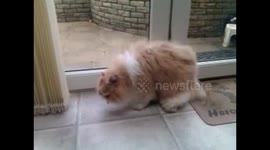 FUNNY video of Cat being Sick, Better out than in...