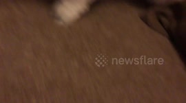 Jangles the cat throwing up..Must watch!!