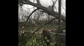 Trees downed in Panama City neighborhood after Hurricane Michael