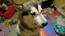 Alaskan Malamute Sojou loves Music Class