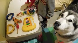 Alaskan Malamute Sojou Born to Sing