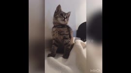 Small kitty moving she’s head