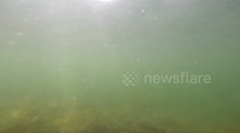 Snorkeling the Lake with the GoPro