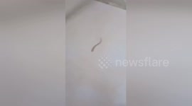Gecko's tail seen wriggling on floor after cat bites it clean off
