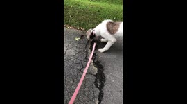 Poodle faces off against angry crayfish