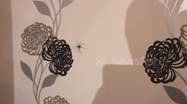 Huge spider on dining room wall