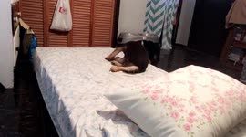 Koda a little tipsy catching that tail!