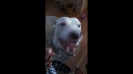 Cheese puffs crunching pit bull