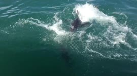 The luckiest seal who ever escaped the Jaws of Death