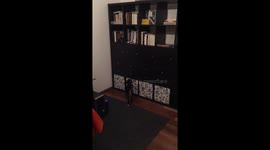 When the cat saw the new shelf something strange happened 